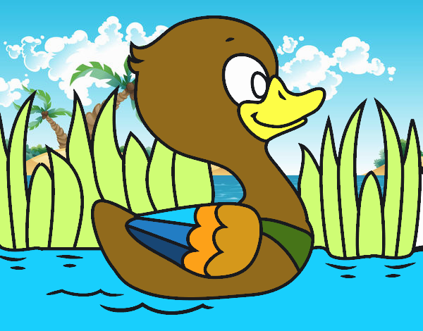 Patito de río