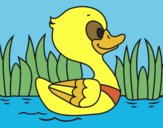 Patito de río