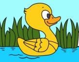 Patito de río