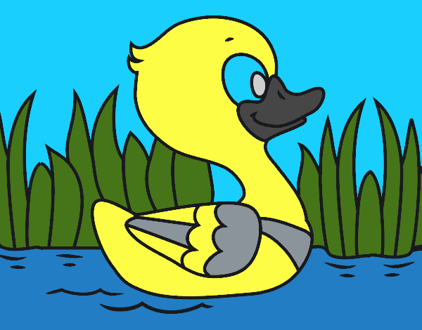 Patito de río