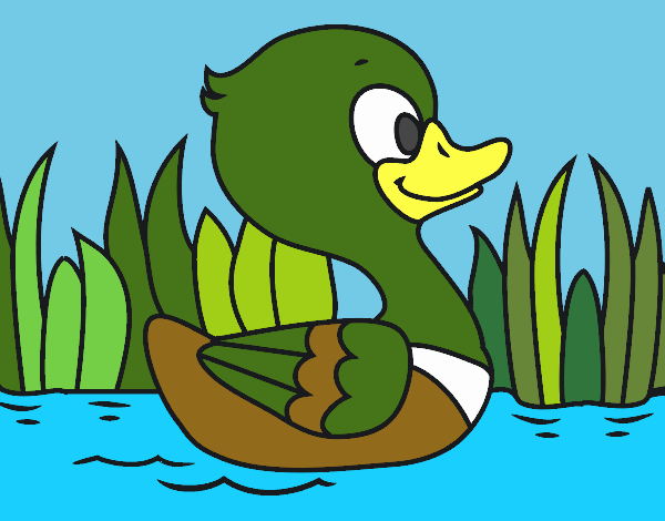 Patito de río