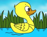 Patito de río