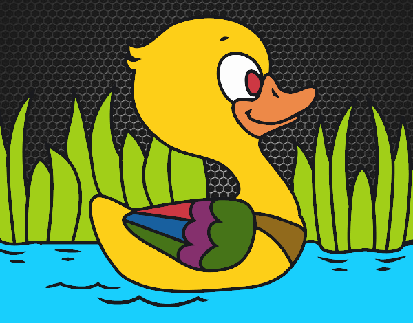 Patito de río