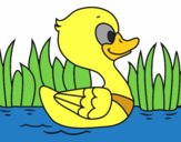 Patito de río