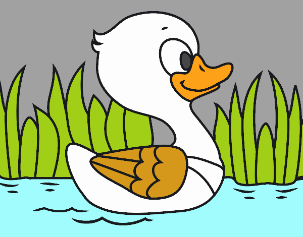 Patito de río