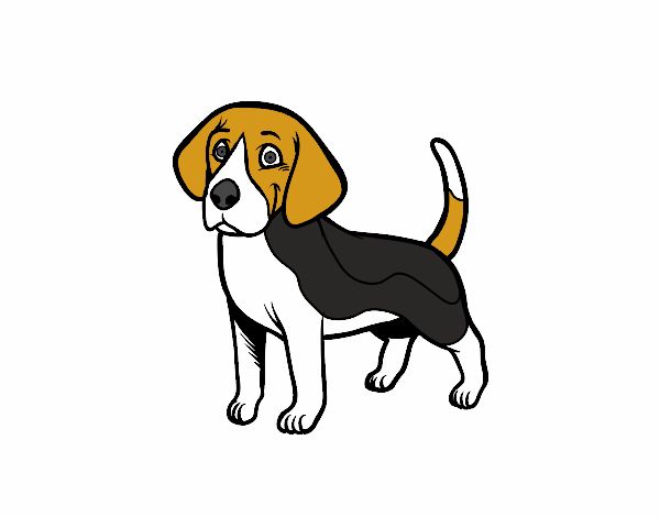 Perro Beagle