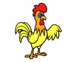 Un gallo de corral