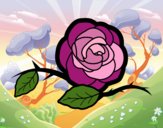 Una preciosa rosa