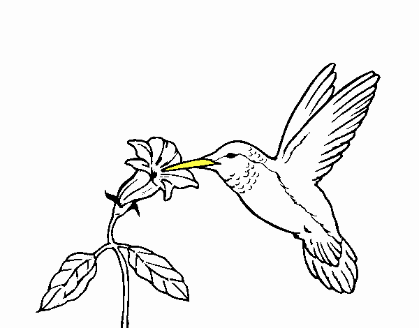 Colibrí y una flor