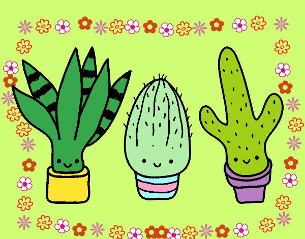 mis cactus