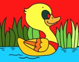 Patito de río