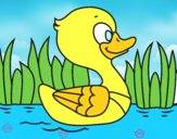 Patito de río