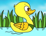 Patito de río