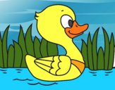 Patito de río