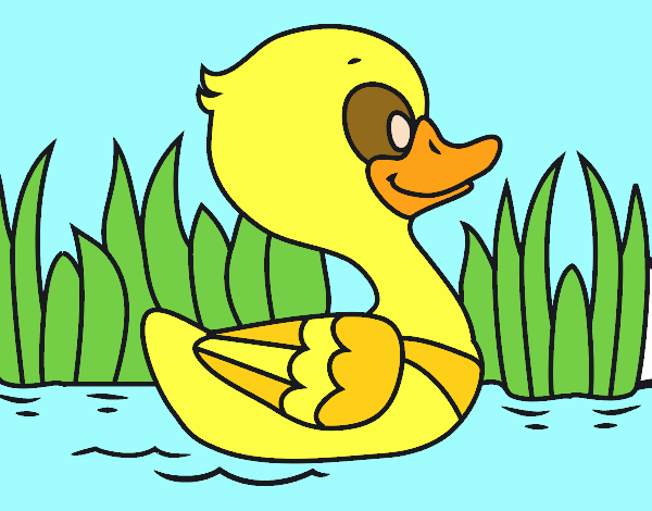 Patito de río