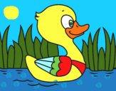 Patito de río