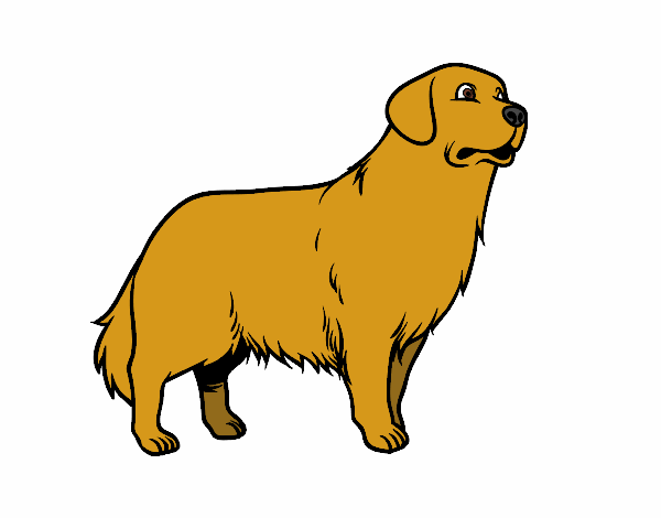 Perro Golden retriever