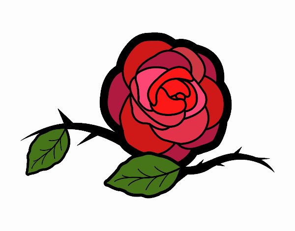 Rosa