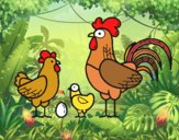 Familia gallina