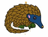 Pangolin