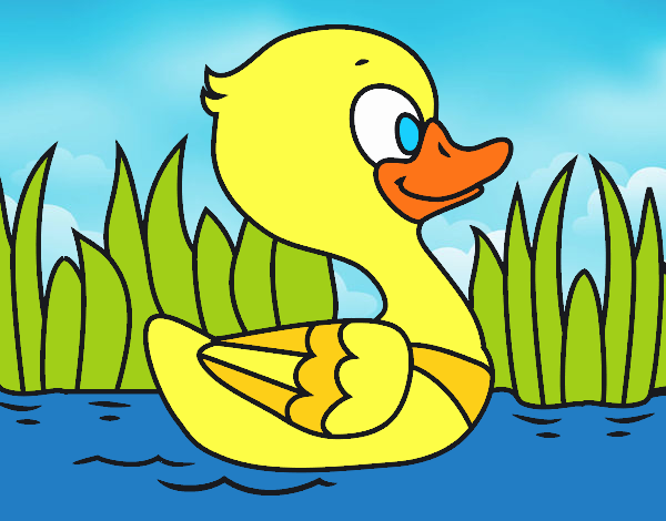 Patito de río