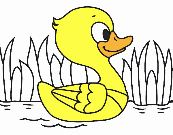 Patito de río