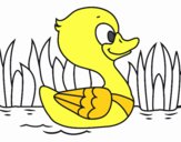 Patito de río