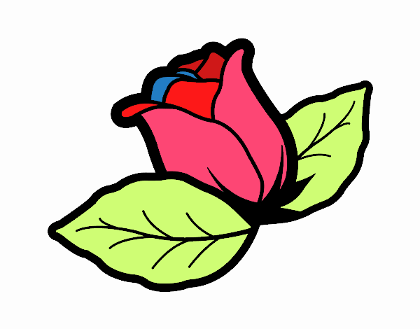 LA ROSA DE COLORES 