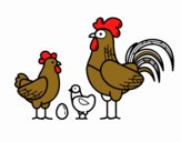 Familia gallina