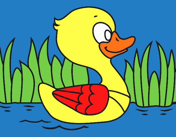 Patito de río