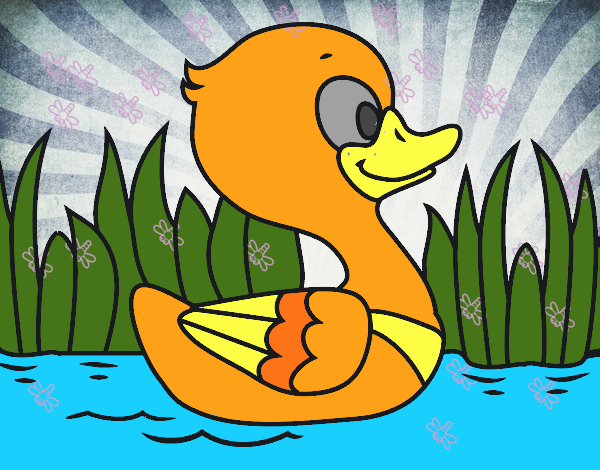 Patito de río