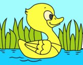 Patito de río