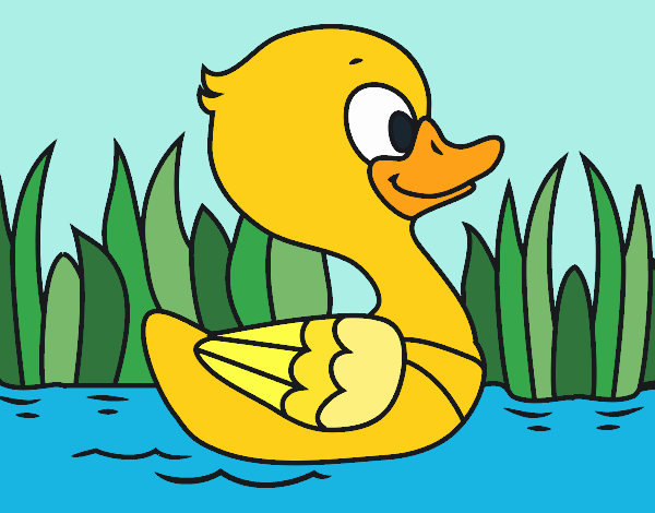 Patito de río