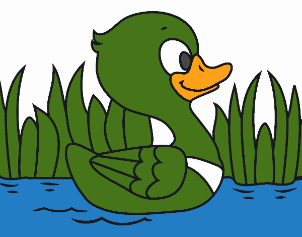 Patito de río