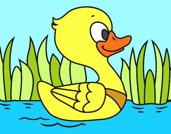 Patito de río