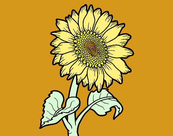 Flor de girasol