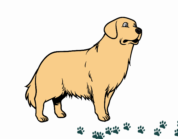 Perro Golden retriever