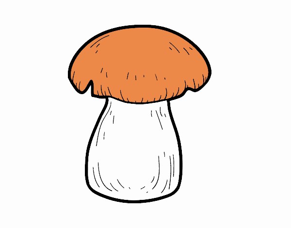 Seta boletus edulis