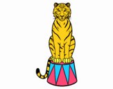 Tigre de circo