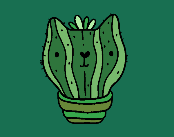 Cactus gato