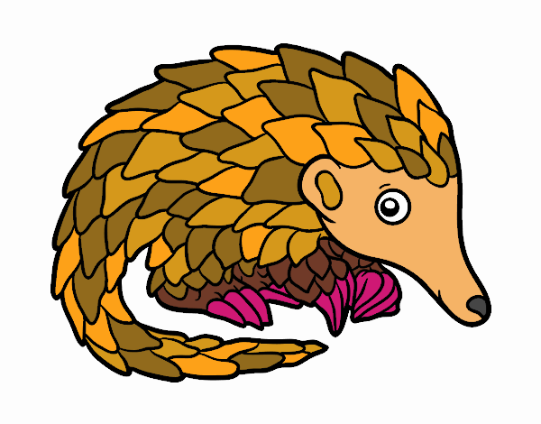 Pangolin