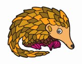 Pangolin