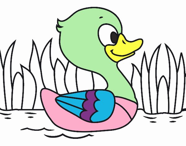 Patito de río