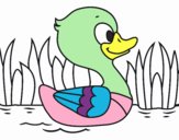 Patito de río