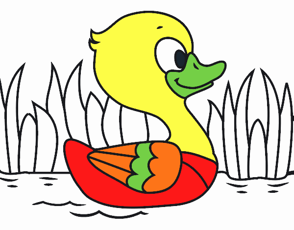 Patito de río