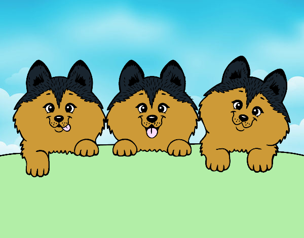 3 perritos