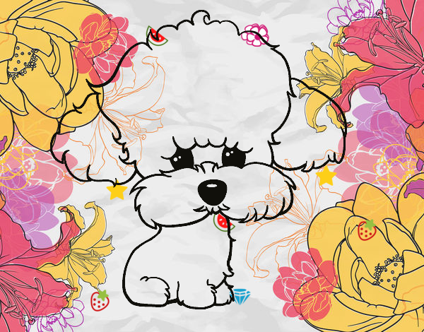 Cachorro de poodle