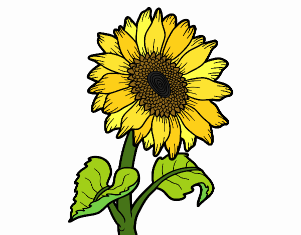 Dibujo de Flor de girasol pintado por en  el día 22-02-23 a las  04:18:27. Imprime, pinta o colorea tus propios dibujos!