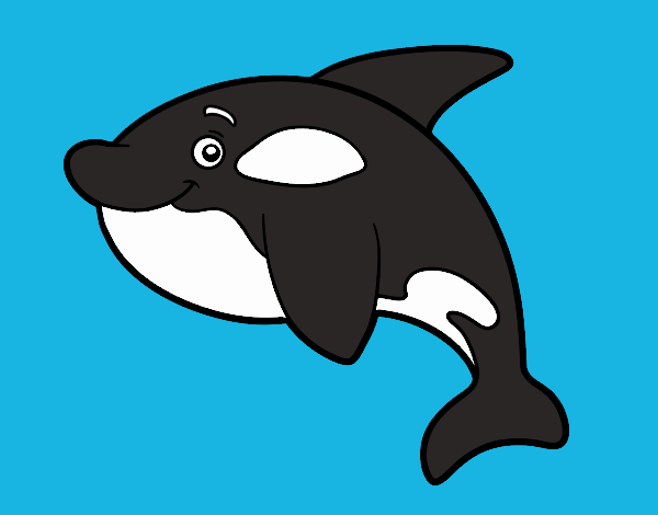 Orca joven