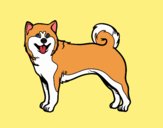 Perro Akita Inu